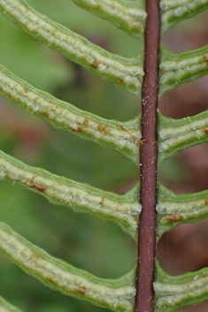 Common Hard Fern