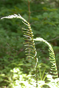 Common Hard Fern