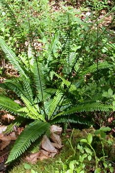 Common Hard Fern
