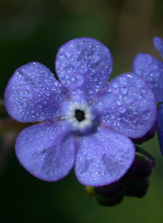 Great Forget-me-not