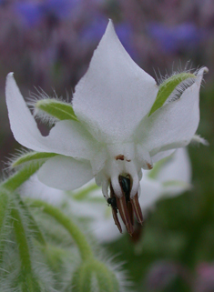 Common Borage