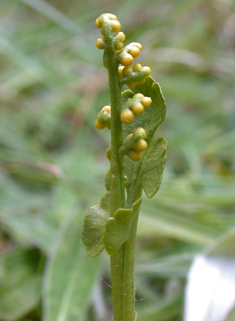 Moonwort