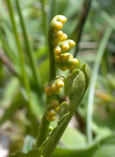 Moonwort