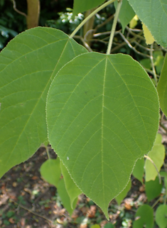 Paper Mulberry