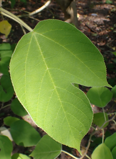 Paper Mulberry