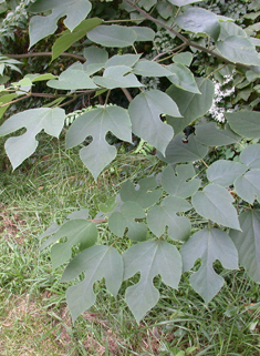 Paper Mulberry