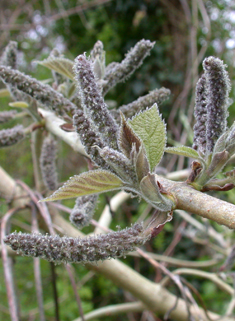 Paper Mulberry