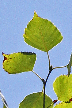 Paper Birch