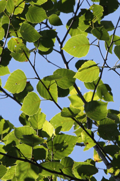 Paper Birch