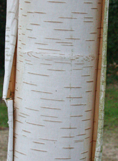 Himalayan Birch