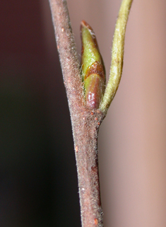 Hybrid Birch