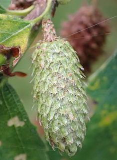 Hybrid Birch