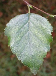 Hybrid Birch