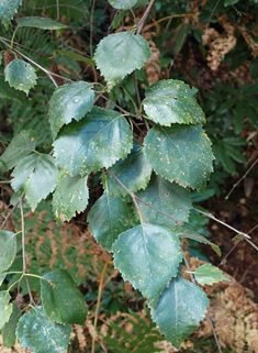 Hybrid Birch