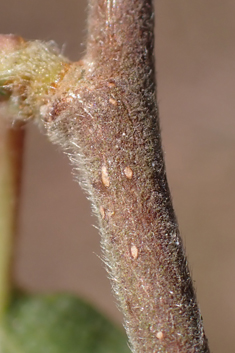 Hybrid Birch
