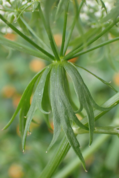 Lesser Water-parsnip