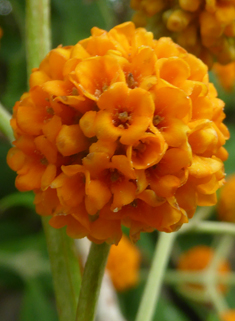 Orange-ball Butterfly-bush