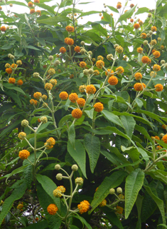 Orange-ball Butterfly-bush