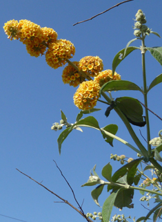 Weyer's Butterfly-bush