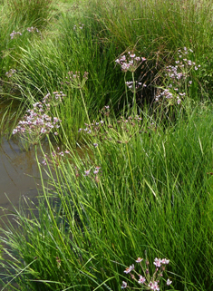 Flowering-rush