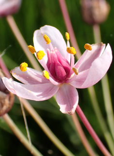 Flowering-rush