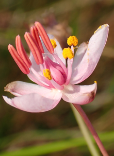 Flowering-rush