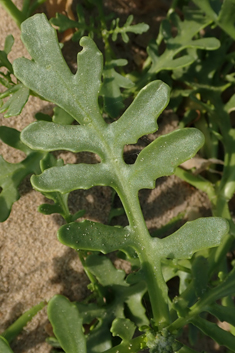 Sea Rocket