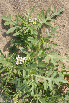 Sea Rocket