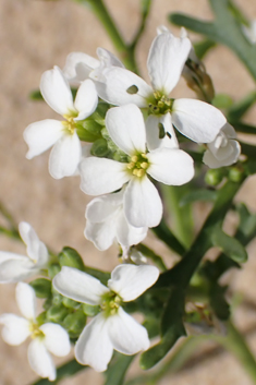 Sea Rocket