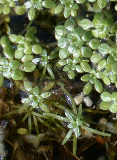 Various-leaved Water-starwort