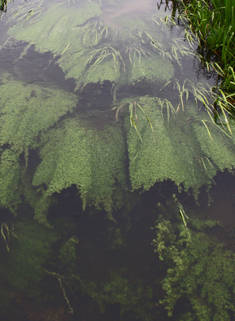 Common Water-starwort