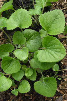 Alliaria-leaved Bellflower