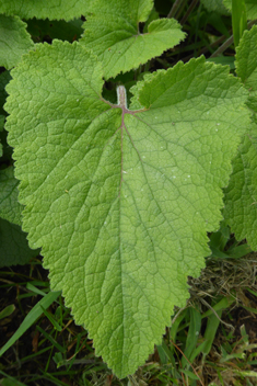 Alliaria-leaved Bellflower