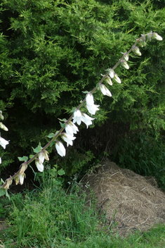 Alliaria-leaved Bellflower