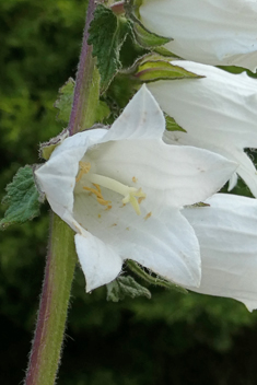 Alliaria-leaved Bellflower