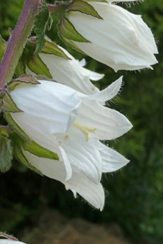 Alliaria-leaved Bellflower