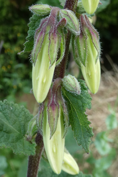 Alliaria-leaved Bellflower