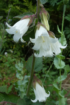 Alliaria-leaved Bellflower