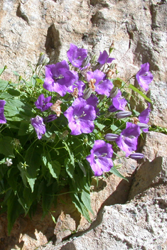 Carpathian Bellflower