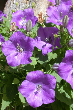 Carpathian Bellflower