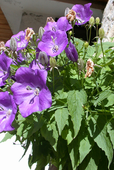 Carpathian Bellflower