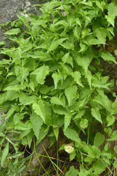 Carpathian Bellflower