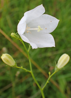 Common Harebell