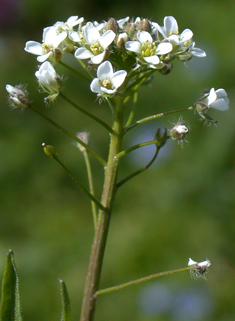 Common Shepherd's-purse