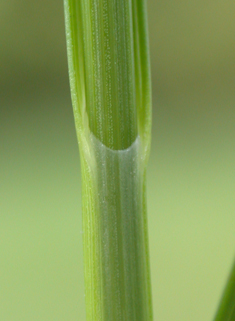 Small-fruited Prickly Sedge