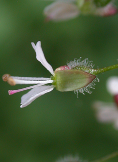 Common Enchanter's-nightshade