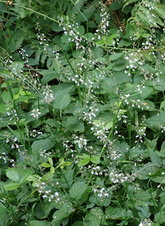 Common Enchanter's-nightshade