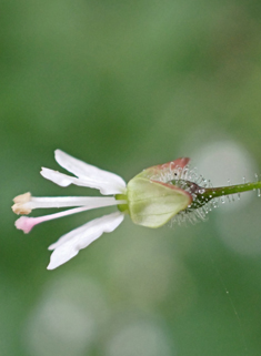 Common Enchanter's-nightshade