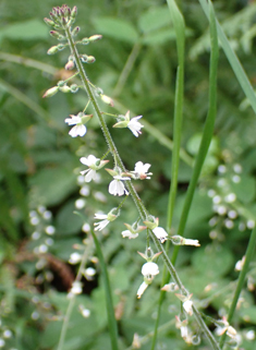 Common Enchanter's-nightshade