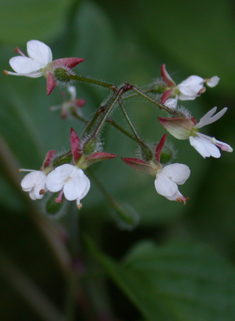 Common Enchanter's-nightshade